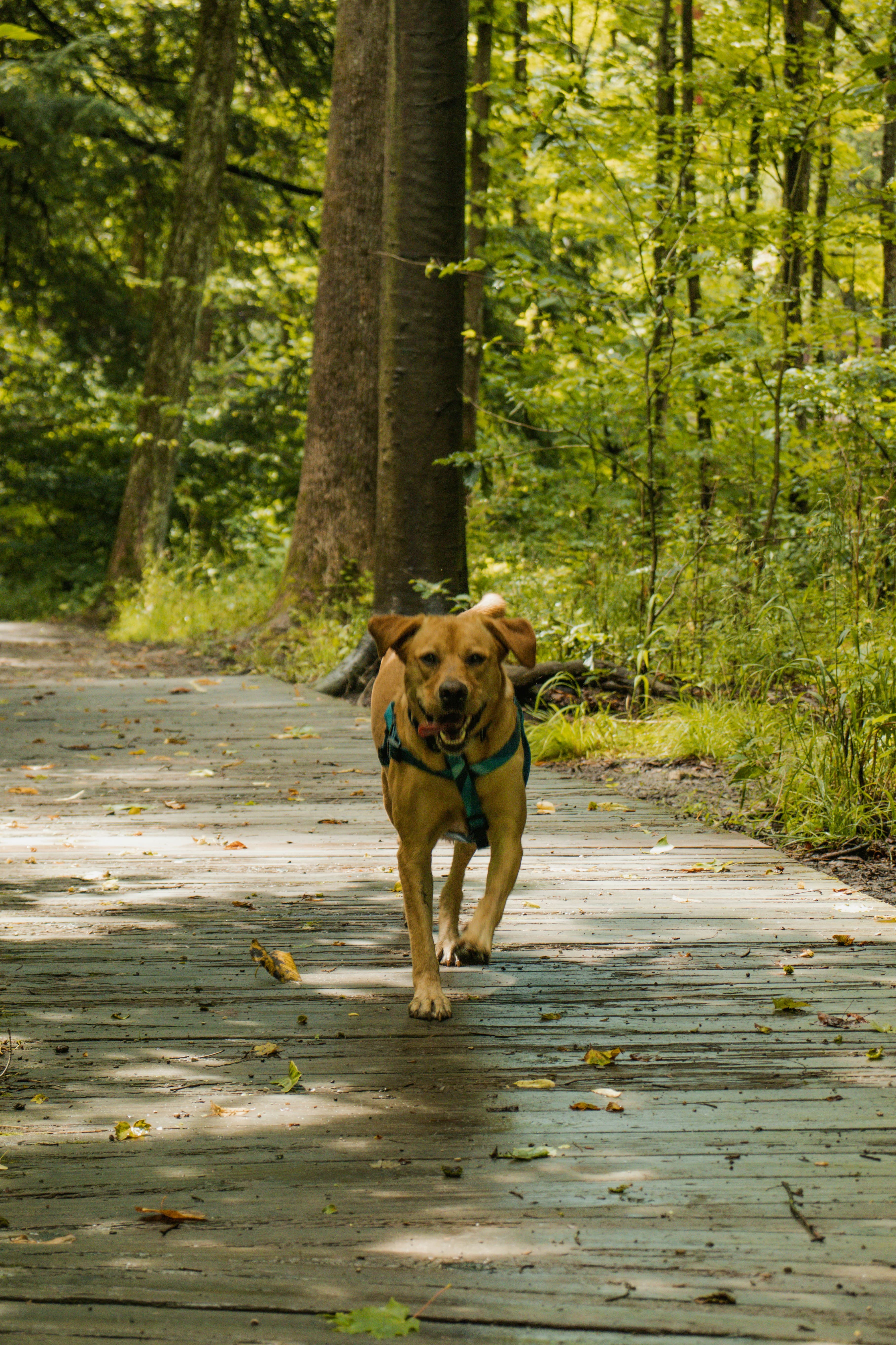Koda on a walk